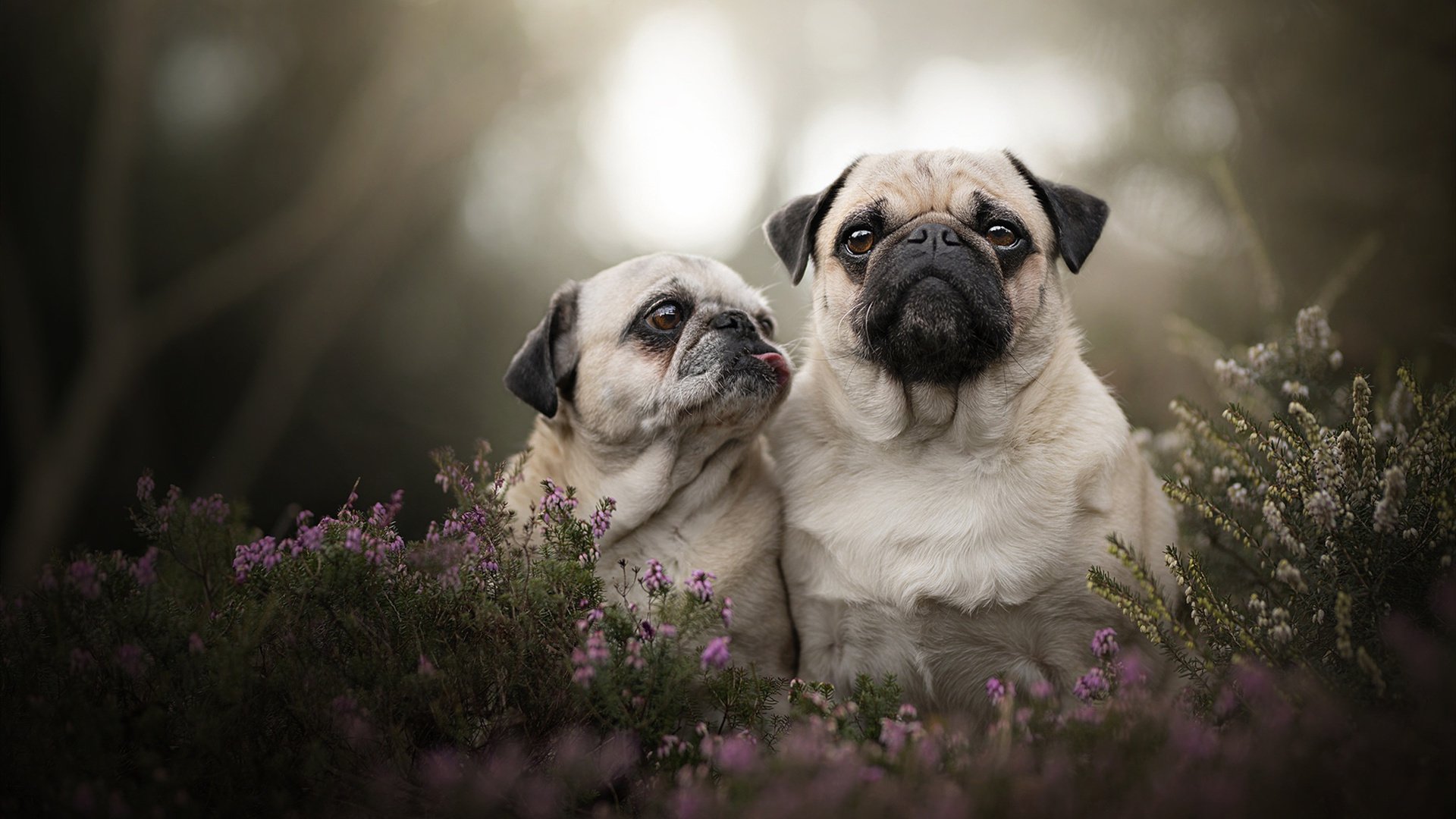 从汗水到荣耀:日常训练揭秘冠军车手的生活,冠军赛车手