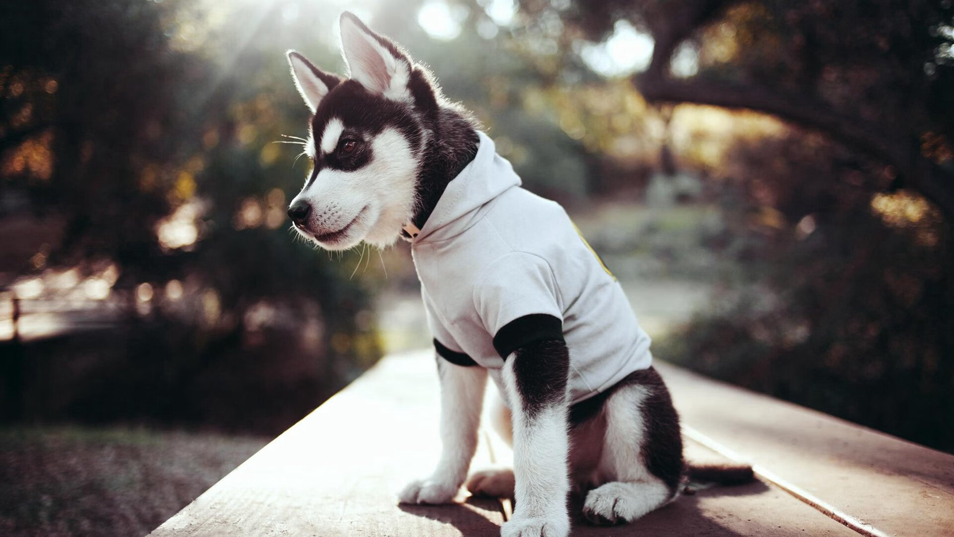 从跑车到经典：回顾WRC历史上的传奇车型与车手传奇，wrc历届车型