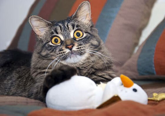 洛杉矶德比激烈对决，湖人险胜快船，洛杉矶德比之战是什么意思