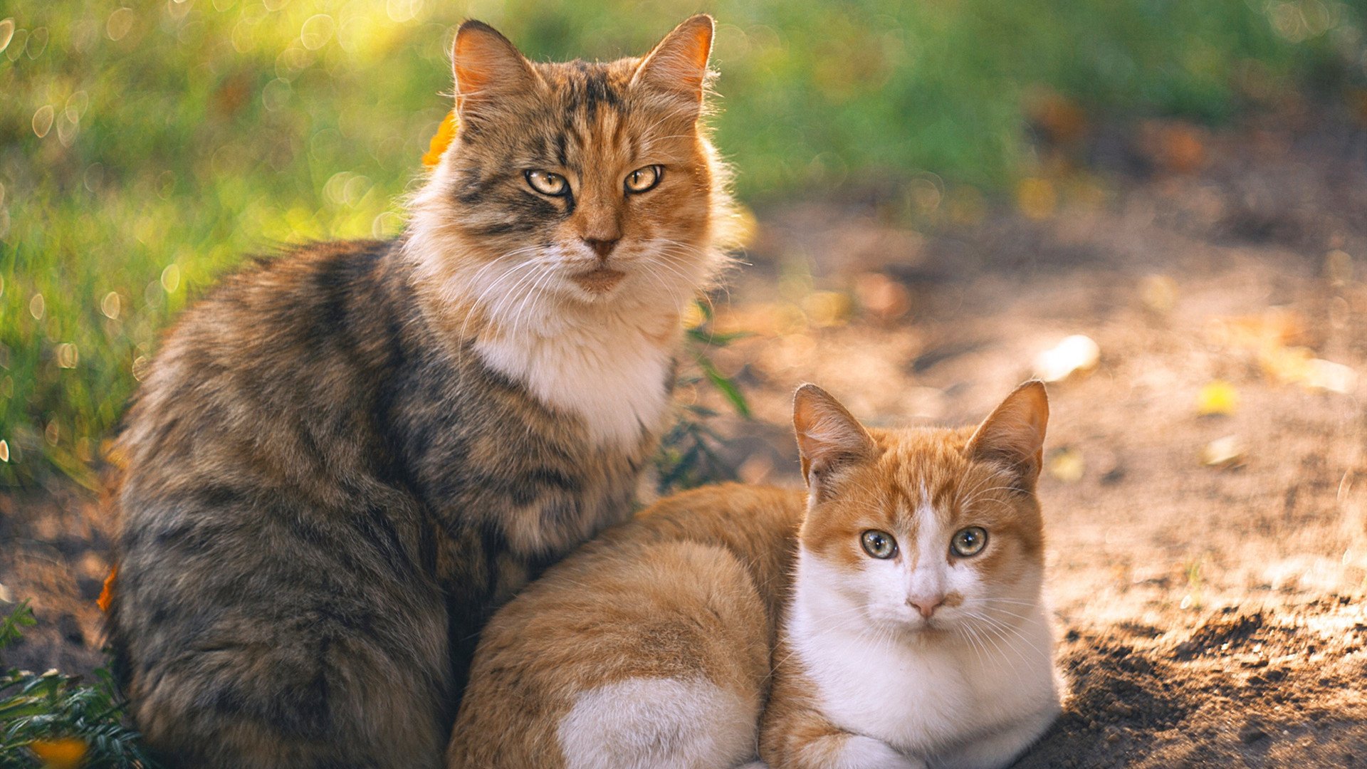 精彩瞬间回放:这周比赛中最炫技、最关键的瞬间,赛事精彩瞬间