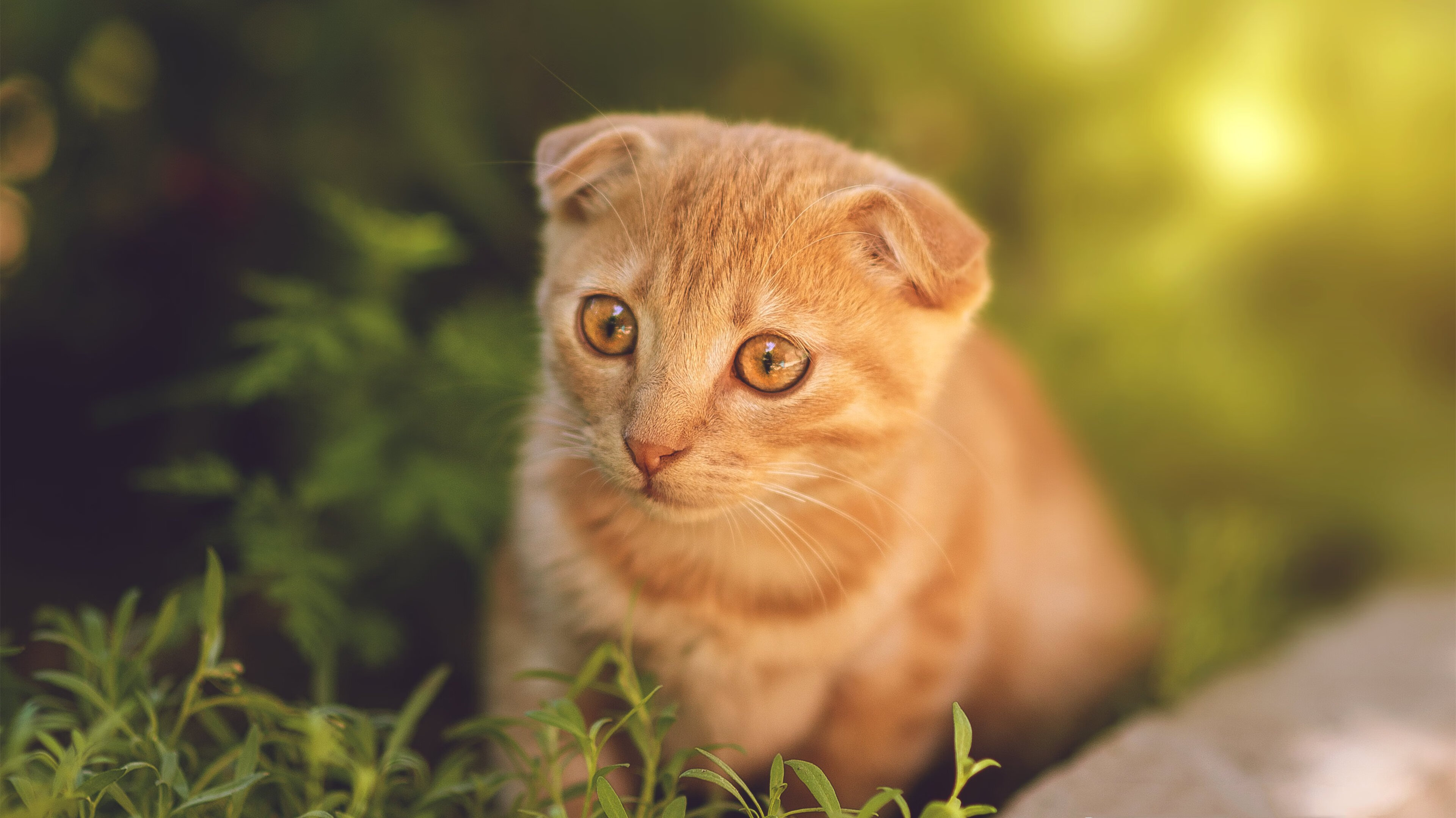 莱比锡红牛连续赢球,目标冲击德甲冠军,莱比锡红牛是哪个联赛的球队