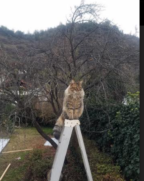 爱游戏官方网站-阿贾克斯重返荷甲巅峰，年轻球员表现出色，荷甲阿贾克斯今天比赛