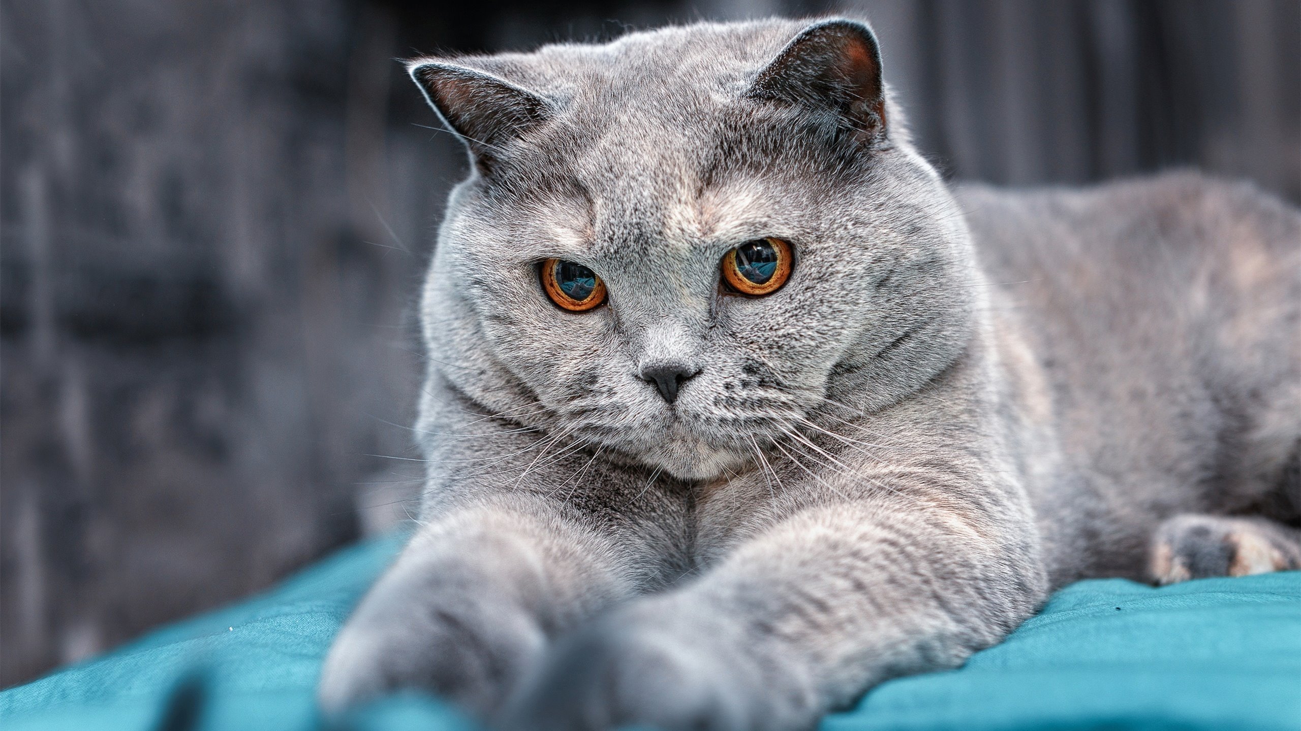 北索尔联攻势渐起,悲情之队求翻身仗,索尔纳vs北雪平比分预测