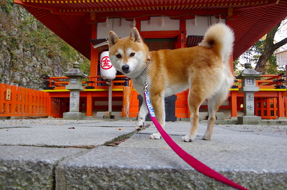 掘金力克凯尔特人,约基奇完成压哨抛投,掘金中锋约基奇是哪国人