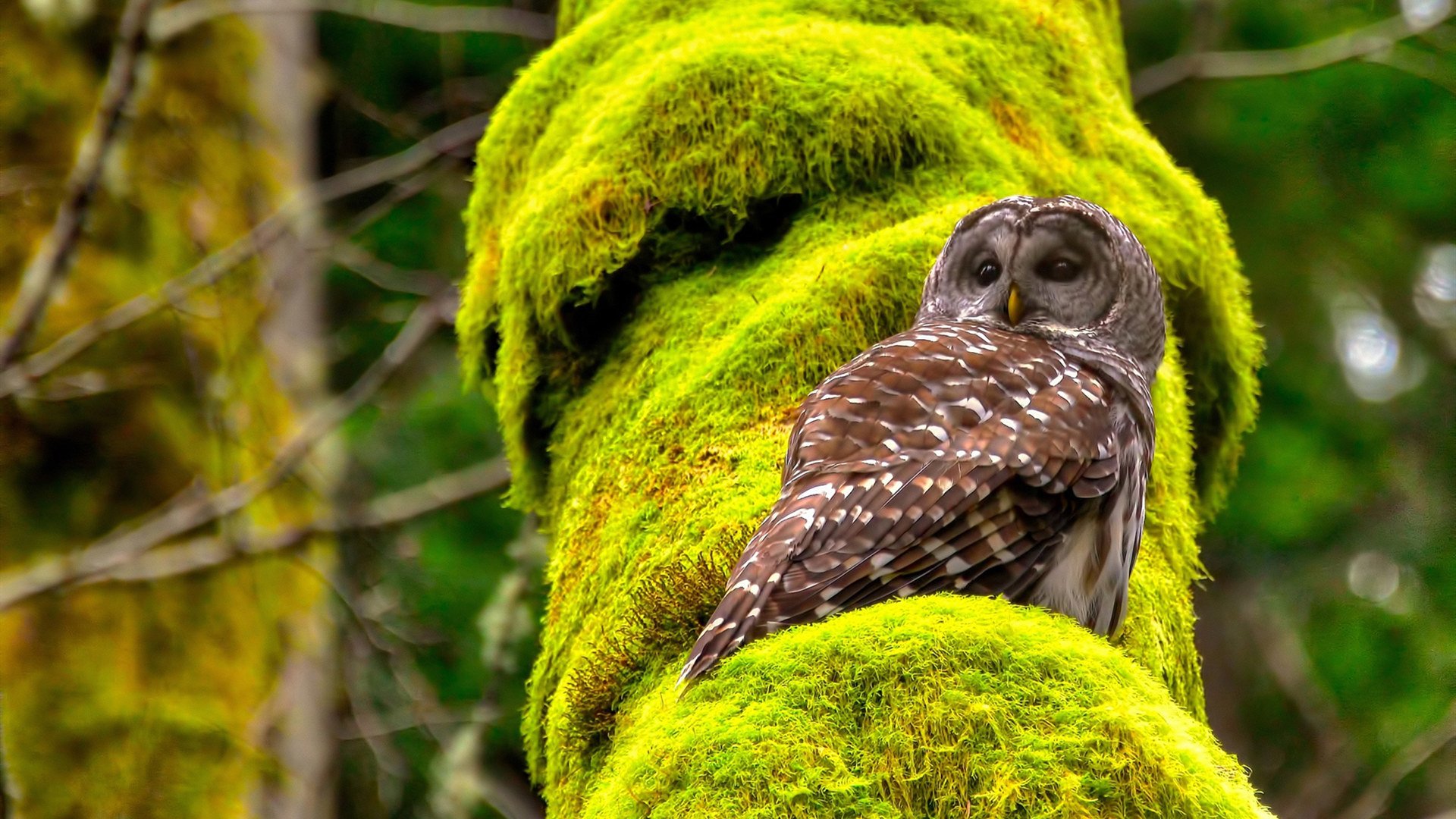曼联俱乐部宣布签约意大利门将,提升实力,曼联的意大利前锋