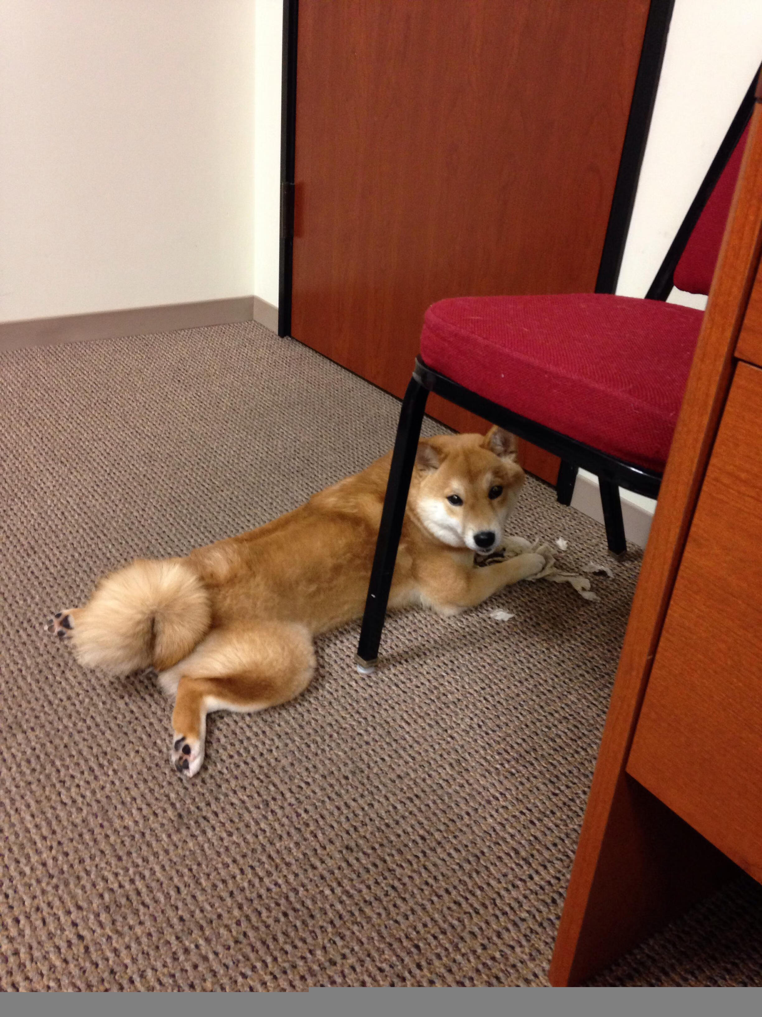 江苏龙新秀球员迎来爆发期,江苏龙篮球队