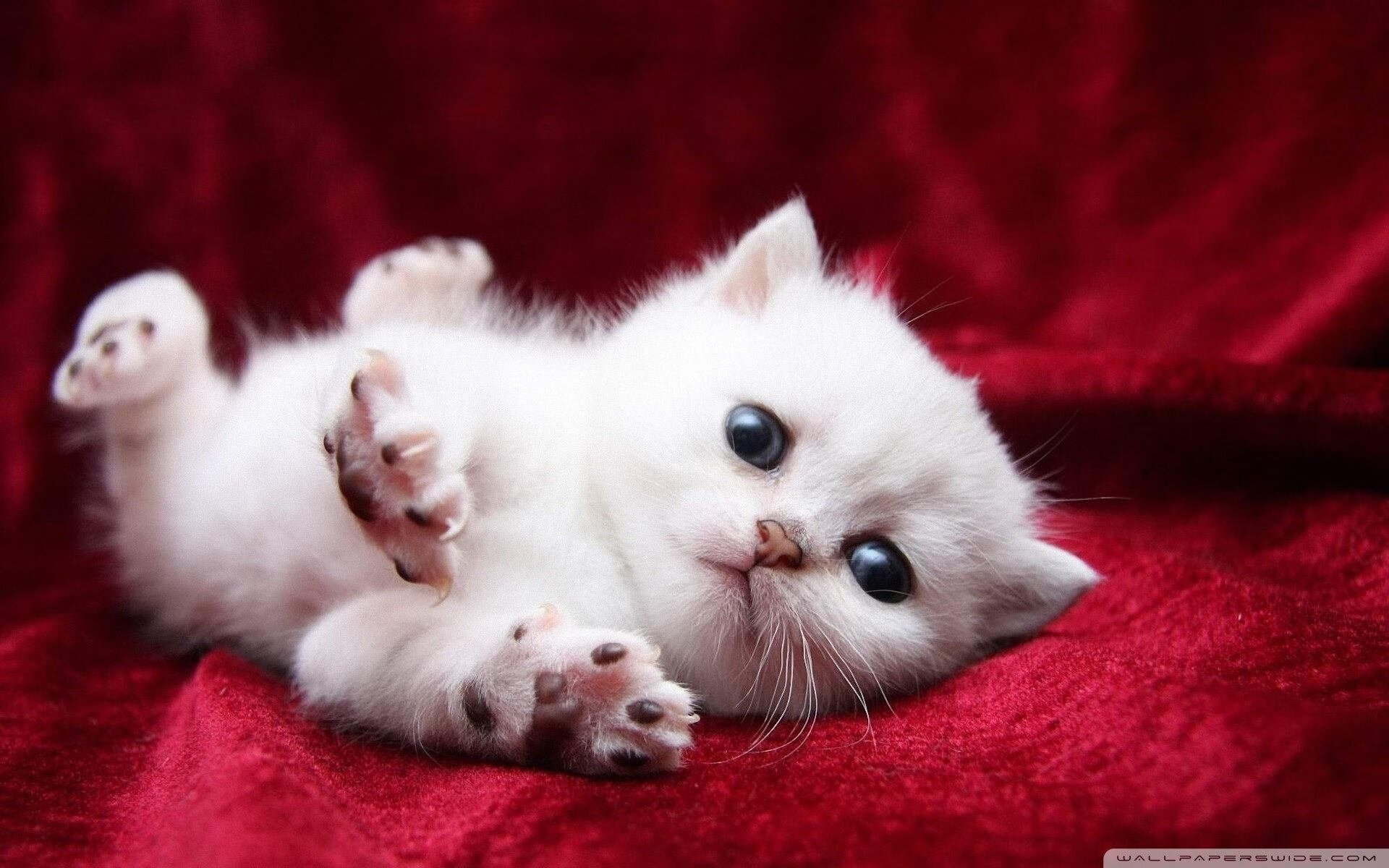 瓜帅锦囊妙计!曼城主场大捷,全队士气高昂,曼城主场20连胜