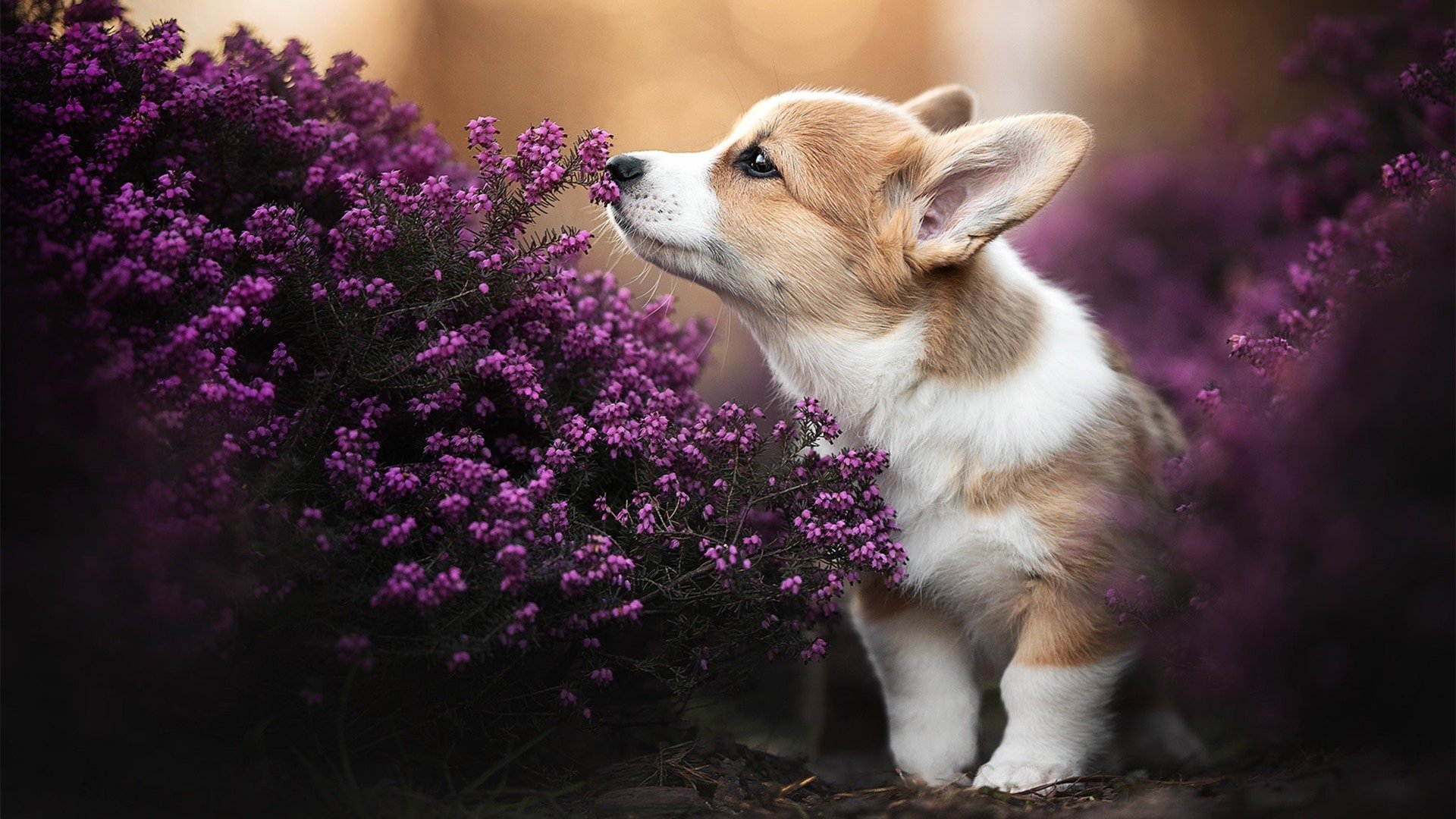 立陶宛队遭遇狂轰炸,爱尔兰队大破敌阵,立陶宛对俄罗斯篮球