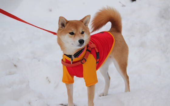 职业球员退役保障是否体系完备，职业球员退役保障是否体系完备