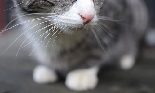 AIYOUXI.COM-西布朗进攻端多点开花，铝土矿工欲保级，西布朗明