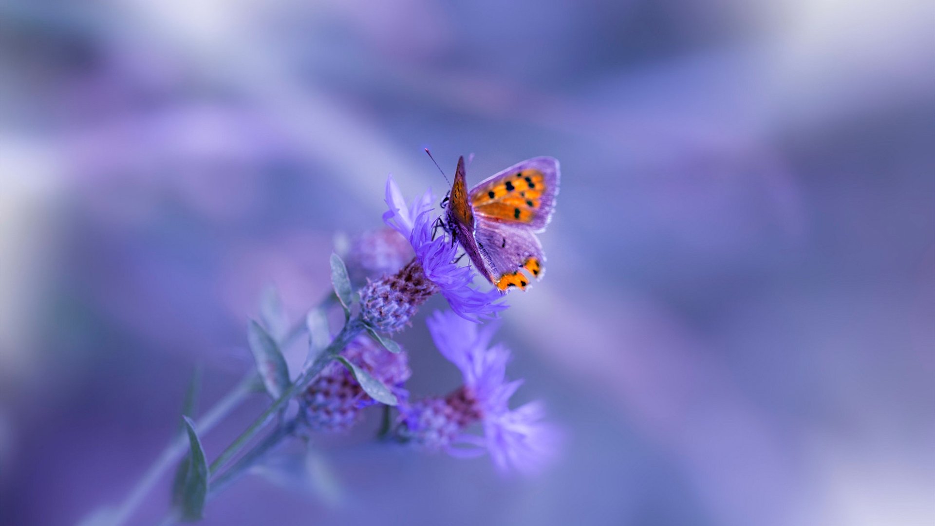 西布朗锋线效率提升,铝土矿工拼抢关键分,西布朗在哪个城市