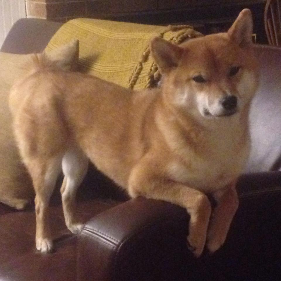 AYXSPORTSAPP-中轮换战略对减少崩盘风险与战术合理性意义，轮换机制说明