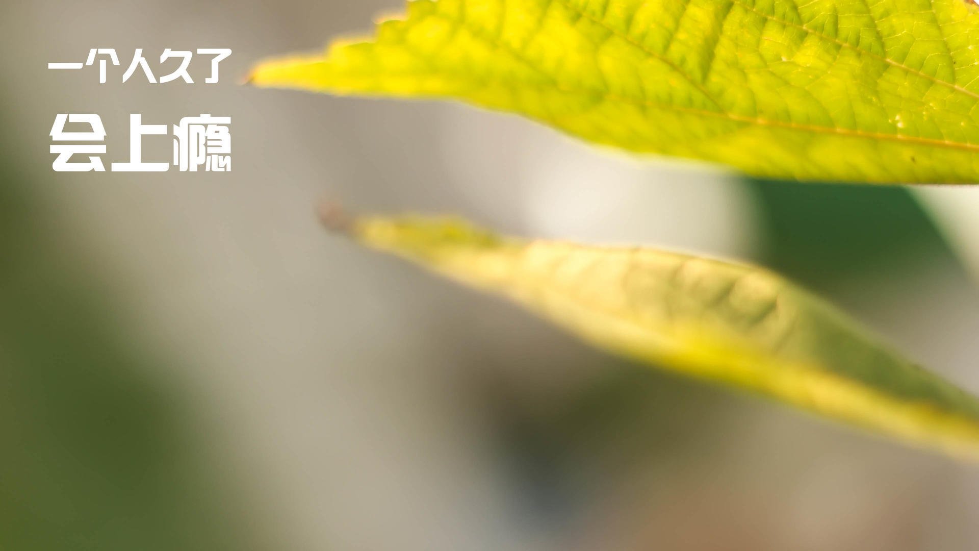 国内外专家齐聚篮球发展论坛探讨行业前沿趋势与挑战,篮球运动国外研究现状