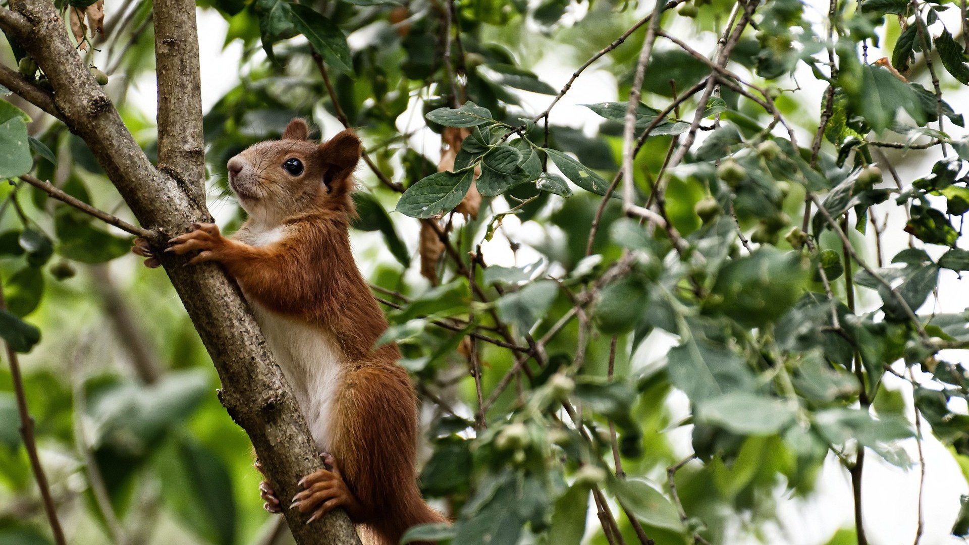 女子橄榄球挑战男性主导地位,英格兰女队闪亮登场,女子橄榄球首秀