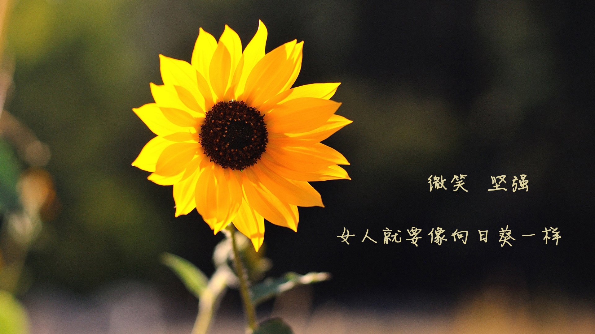 弗朗索瓦·斯图尔特:南非队的稳定剂,凭借丰富经验领军进攻与防守