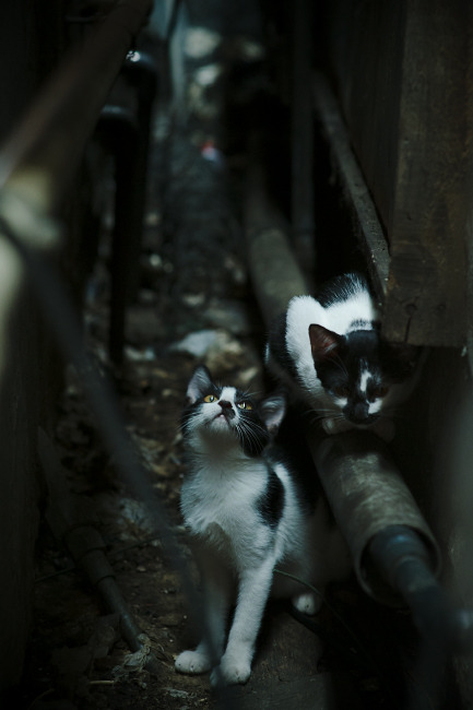 澳大利亚袋鼠队通过战术多变控制比赛局势,澳大利亚袋鼠问题