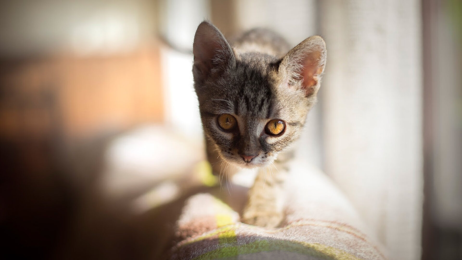 爱游戏登录入口-蛙泳冲刺中立代表队A稳中发力，蛙泳比赛出发视频